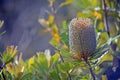 Inflorescence of Australian native Banksia serrata