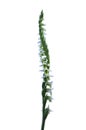 Inflorescence of Autumn Lady`s Tresses orchid isolated on white - Spiranthes spiralis Royalty Free Stock Photo