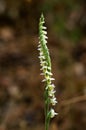 Inflorescence of Autumn Lady`s Tresses orchid - Spiranthes spiralis Royalty Free Stock Photo