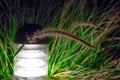 Inflorescence on the background of the lantern. Night lighting.