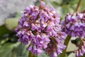 Inflorescence of a Badan with dense small flowers