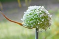 Inflorescence ball of leek with many small white flowers, decorative ornamental plant not only in vegetable garden, copy space,