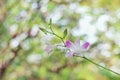 Inflorescence beautiful of colorful purple dendrobium orchids flowers blooming in garden Royalty Free Stock Photo