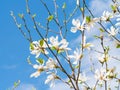 Inflorescence a beautiful white flower of Magnolia Royalty Free Stock Photo