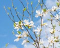 Inflorescence a beautiful white flower of Magnolia Royalty Free Stock Photo