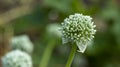 Inflorescence of blooming garlic in the garden