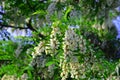 Inflorescence of a blooming robinia pseudoacacia on a sunny day.