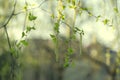 Birch Tree Blossoms. Spring background with branch of birch catkins Royalty Free Stock Photo