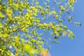 Birch catkins with green leaves at tree branches. Spring background with branch of birch catkins. Spring allergy concept Royalty Free Stock Photo