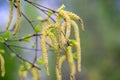 Inflorescence of blossoming birch closeup on a spring day. Birch catkins with green leaves at tree branches. Birch Tree Royalty Free Stock Photo