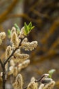 Inflorescence blossoming willow