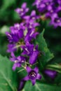 Inflorescence blue bells on a green background