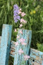 inflorescence of blue flowers on the background of the old blue picket fence Royalty Free Stock Photo