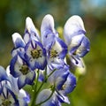 Inflorescence blue and white flowers