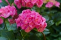 Inflorescence of bright pink hydrangea flowers in the garden