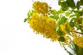 Inflorescence of bright yellow cassia fistula flowers on a white background, space for text. Tropical plants of Asia
