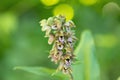 Inflorescence of the broad-leaved helleborine (Epipactis helleborine). Orchid.