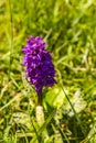 Inflorescence broad-leaved marsh orchid Dactylorhiza majalis is a genus of flowering plants in the orchid family Orchidaceae
