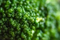 Inflorescence Broccoli Macro