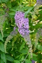 Inflorescence of buddlea davidii Buddleja changeable Buddleja davidii Franch