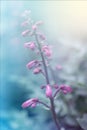 Inflorescence burning bush pink, summer sunny day, floral background Royalty Free Stock Photo