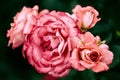 Inflorescence of a bush of a rose of coral color on a dark green background. flowers close-up with selective focus