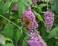 Inflorescence of a butterfly bush with Speyeria aglaja