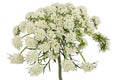 Inflorescence of carrots, white carrot flowers, isolated on white background