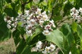 Inflorescence of catalpa tree in June Royalty Free Stock Photo