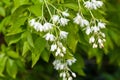 Inflorescence of a Caucasian bladdernut, Staphylea colchica Royalty Free Stock Photo