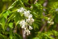 Inflorescence of a Caucasian bladdernut, Staphylea colchica Royalty Free Stock Photo