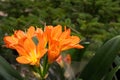 Inflorescence of clivia orange