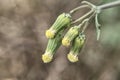 Inflorescence of the common groundsel close-up on the background of the earth