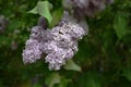 An inflorescence of common lilac on a blurred background of green vegetation, the Latin name is Syringa vulgaris.