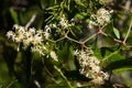 Inflorescence of Common Smilax, aka Rough Bindweed - Smilax aspera Royalty Free Stock Photo