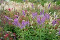 The inflorescence is composed of small, lilac-pink to light purple flowers, to which long white stamens with dark purple anthers p