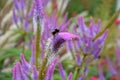 The inflorescence is composed of small, lilac-pink to light purple flowers, to which long white stamens with dark purple anthers p