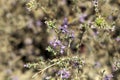 Inflorescence of a conehead thyme, Thymbra capitata Royalty Free Stock Photo