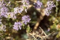 Inflorescence of a conehead thyme, Thymbra capitata Royalty Free Stock Photo