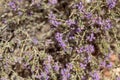 Inflorescence of a conehead thyme, Thymbra capitata Royalty Free Stock Photo