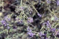 Inflorescence of a conehead thyme, Thymbra capitata Royalty Free Stock Photo