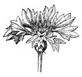 Inflorescence of a Cornflower vintage illustration