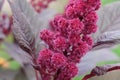 Inflorescence of crimson amaranth plant, close-up. Amaranthus cruentus is a flowering plant species that yields the nutritious