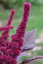Inflorescence of crimson amaranth plant, close-up. Amaranthus cruentus is a flowering plant species that yields the nutritious