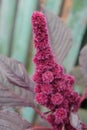 Inflorescence of crimson amaranth plant, close-up. Amaranthus cruentus is a flowering plant species that yields the nutritious