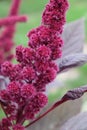 Inflorescence of crimson amaranth plant, close-up. Amaranthus cruentus is a flowering plant species that yields the nutritious