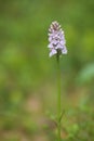 Inflorescence of Dactylorhiza maculata, the heath spotted-orchid