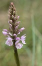 Inflorescence of Dactylorhiza maculata, the heath spotted-orchid