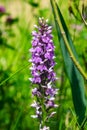 Inflorescence Dactylorhiza maculata, Heath Spotted Orchid macro, selective focus, shallow DOF