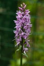 Inflorescence Dactylorhiza maculata, Heath Spotted Orchid macro